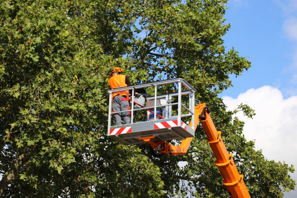 Best Storm Damage Tree Cleanup  in Lionville, PA